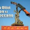 Per i Consiglieri della Regione Puglia per spiantare un Olivo Monumentale basta il silenzio assenso