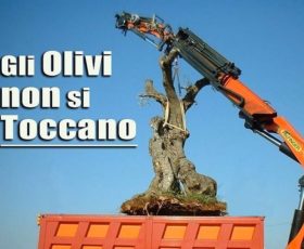 Per i Consiglieri della Regione Puglia per spiantare un Olivo Monumentale basta il silenzio assenso