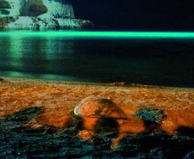 La tartaruga “Caretta” nidifica a Torre Sant’Andrea