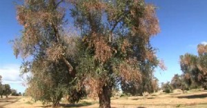 Sul disseccamento degli ulivi nel Salento. Xylella e dintorni.