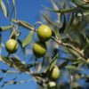 Scoperta un’altra cultivar di olivo resistente alla Xylella