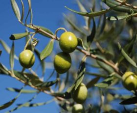 Scoperta un’altra cultivar di olivo resistente alla Xylella