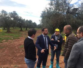 Crollo della produzione di olive e olio fino al 60%