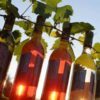 Vinitaly: crescita delle esportazioni del vino pugliese