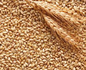 Coldiretti Puglia: fuori i nomi di chi importa grano estero