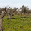 Nel Salento crolla del 50% la produzione di olive. Estesa calamità naturale