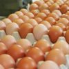 Uova al Fipronil nel Salento, ritirate oltre 4.000 uova contaminate