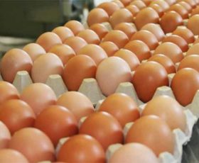 Uova al Fipronil nel Salento, ritirate oltre 4.000 uova contaminate